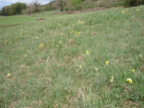 Cowslip time in Intake